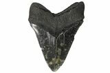Fossil Megalodon Tooth - Georgia #144297-2